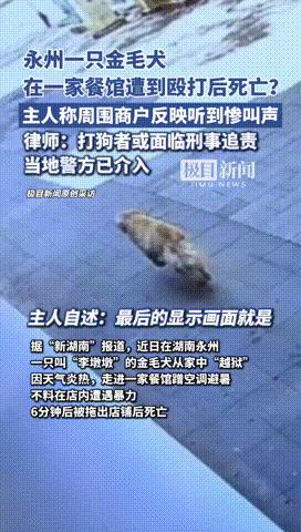 🌞7月4日，湖南，一只金毛犬从家中偷跑出，因天气炎热进入一家餐馆避暑，不料