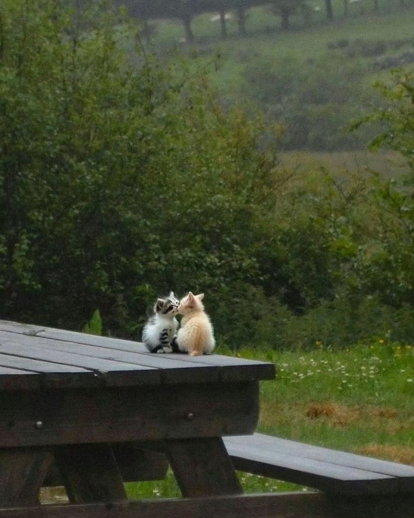 猫咪：我们在一起了[抱抱]​​​