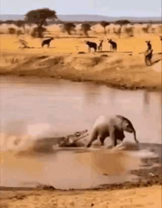 鳄鱼变翼龙了[捂脸哭][捂脸哭]