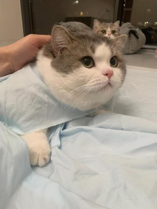这种可恶的小猫都是谁在养啊！