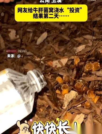 7月18日凌晨，云南。一束手电筒的冷光打在青冈树根底下，定住了。一个女人死死盯着