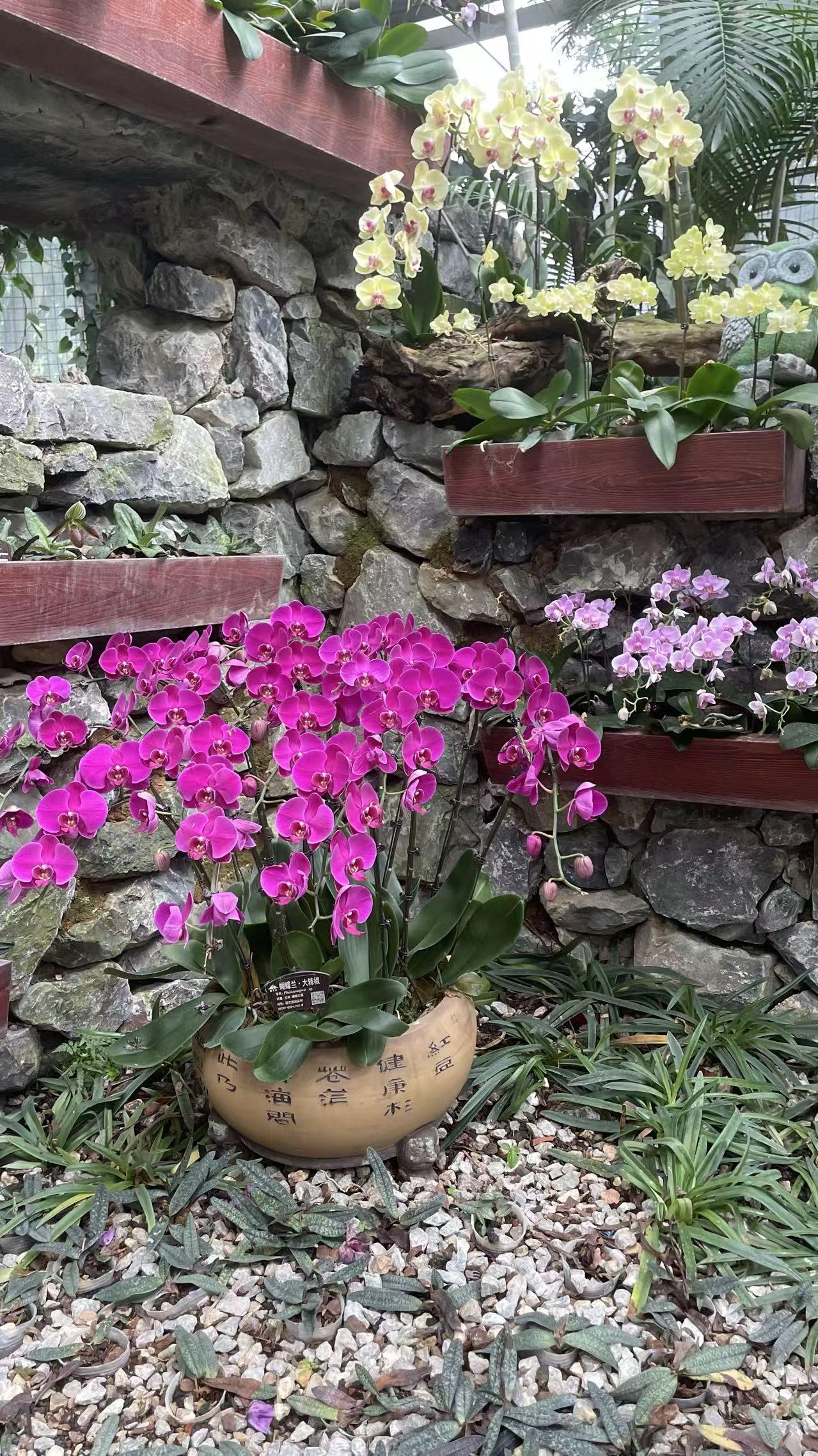 今年春节南宁的游客爆满是南宁筑巢引凤的成果！作为一个南宁人，走遍了全国100多个