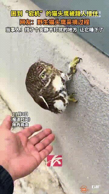 陕西商洛一名男子回家途中，在街头看见一只野生猫头鹰，它紧紧用爪子抓住墙壁，居然困