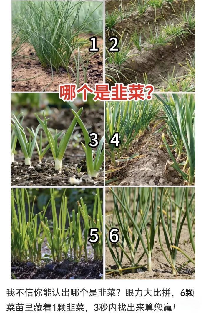 都说混不下去了就回农村种地，那么我考考你们，请问哪个是韭菜！