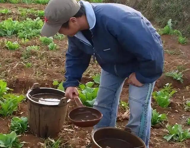 “粪水浇菜”是污染食物的源头？中科院院士曾毅认为，农村人用粪水直接浇菜，完全是千