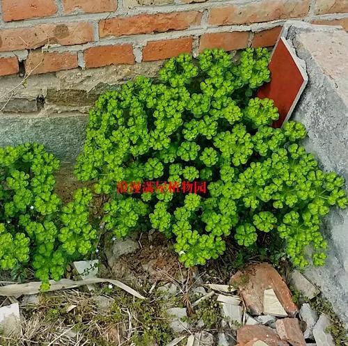 泽漆汤‌的趣味口诀为：‌“泽漆汤方九味药，泽夏紫白参芩草；桂姜助药泻水毒，大