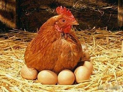 生肖鸡的人最大的潜质是什么属鸡的人从不张扬却藏着惊人的后劲他们看似普