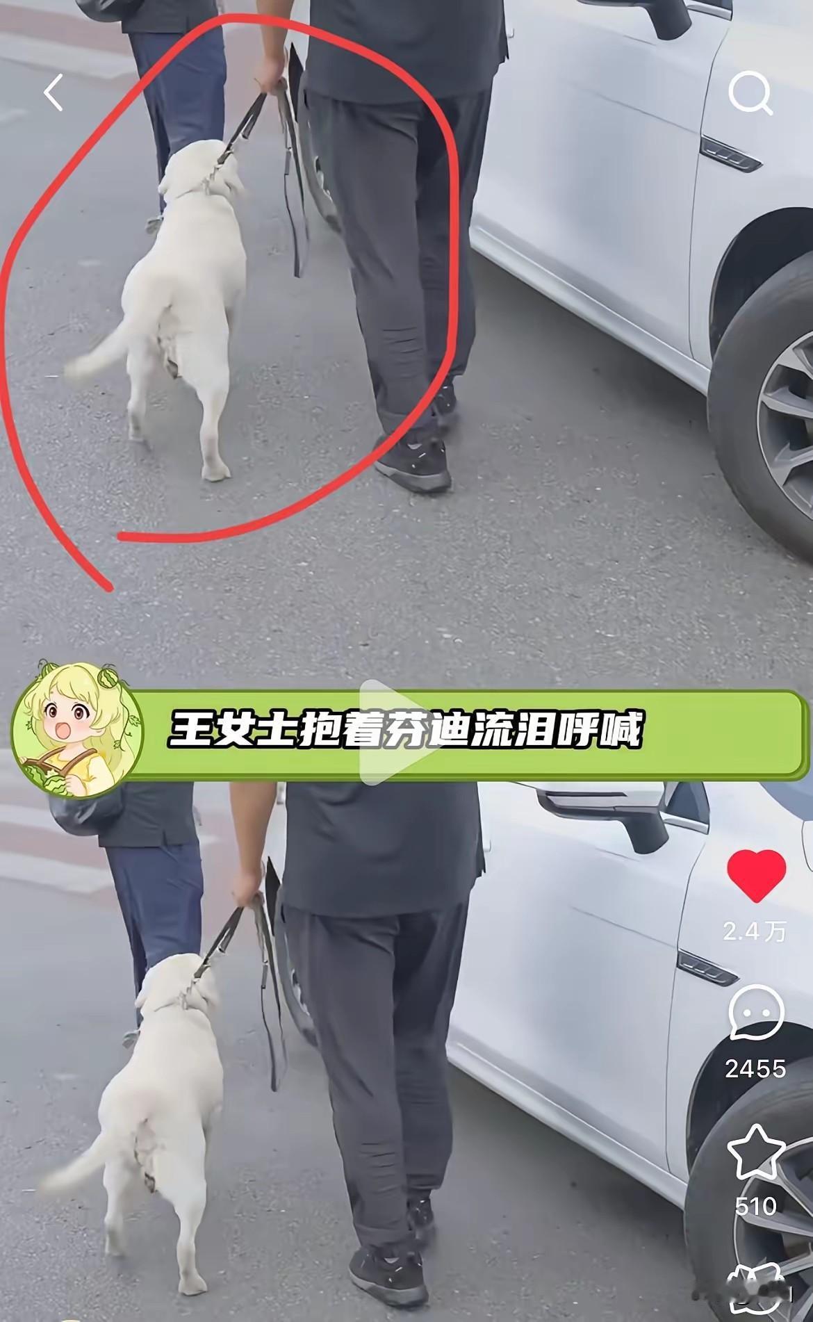 芬迪后续终于来了导盲犬芬迪被接回基地它情况不是很好，因为它走路已经开始扭胯