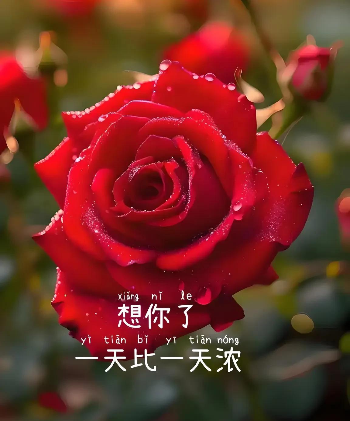 入了心的人，根本无法忘记。想你的夜，辗转反侧。每一缕思念，都紧紧缠绕着我