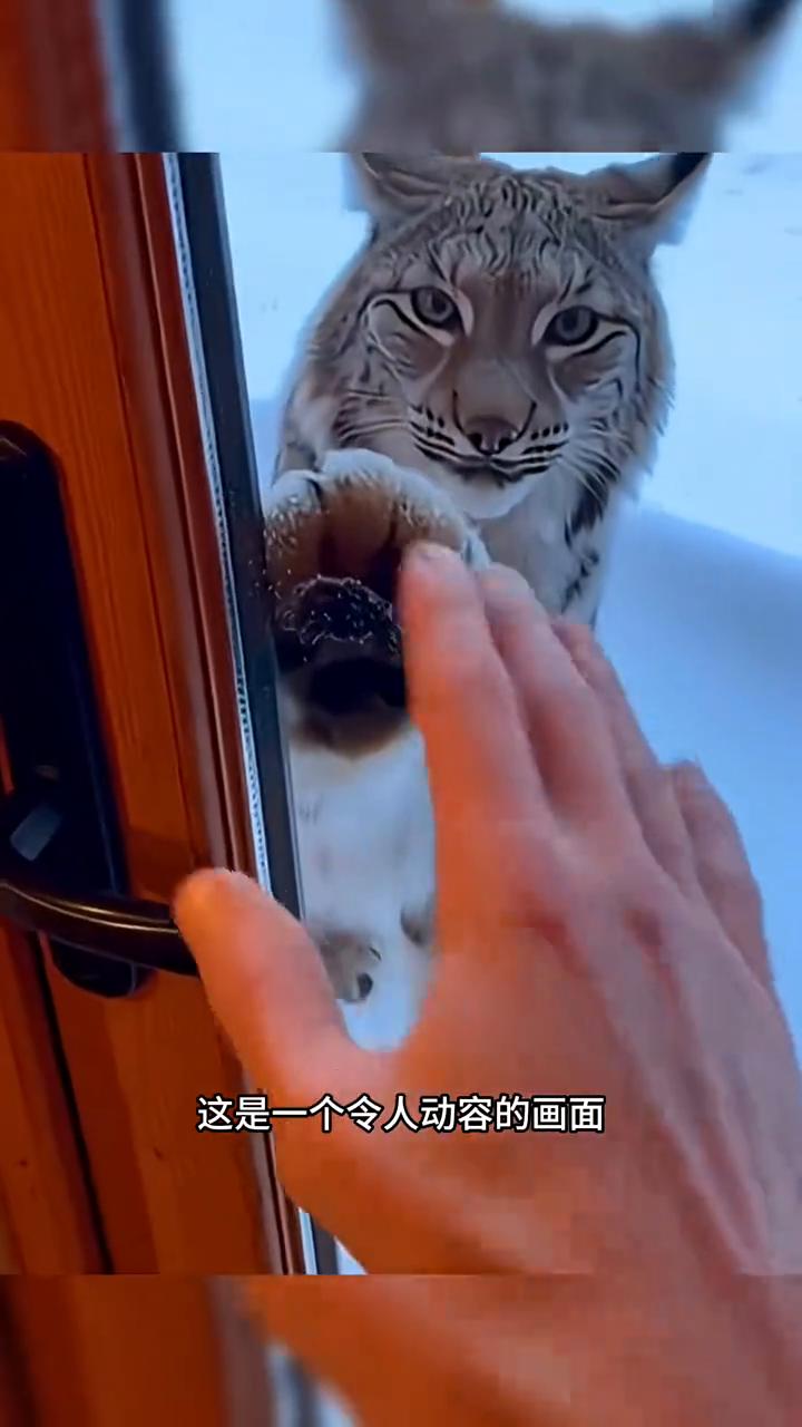 这是一个令人动容的画面。一只舍利突然站在居民家门口敲门，感觉异样的男子打开门跟了