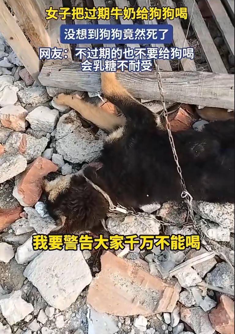 以为过期牛奶只是“不够新鲜”，结果直接要了狗狗的命。最近，一位女子因为心疼浪