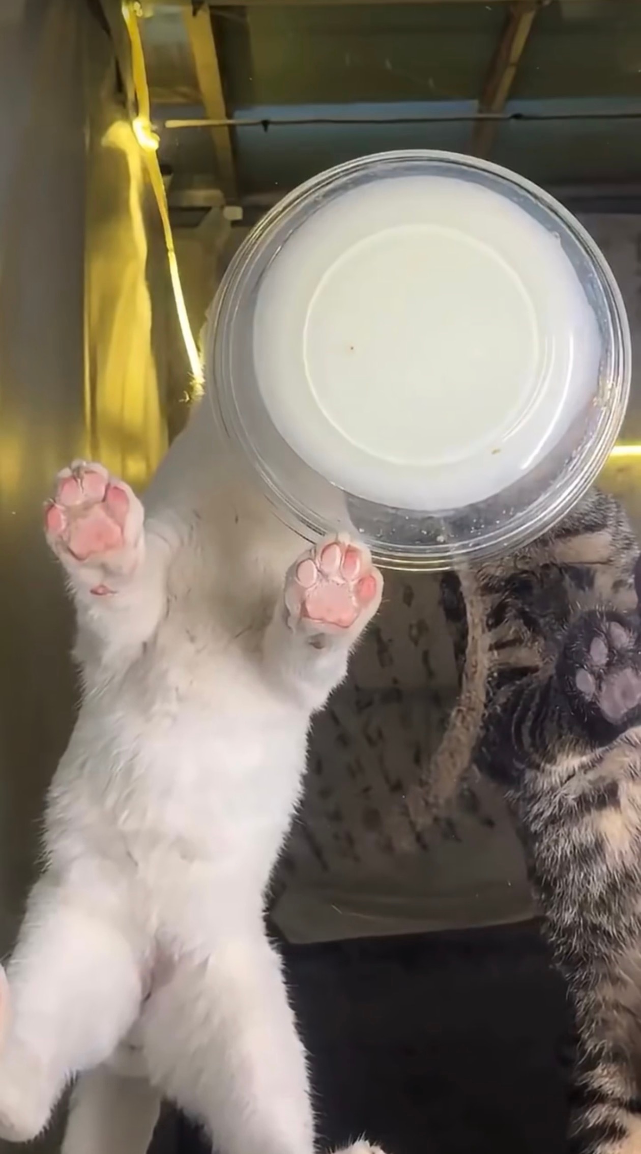 以防你没底下看过小猫猫喝奶以防你没底下看过小猫猫喝奶​​​