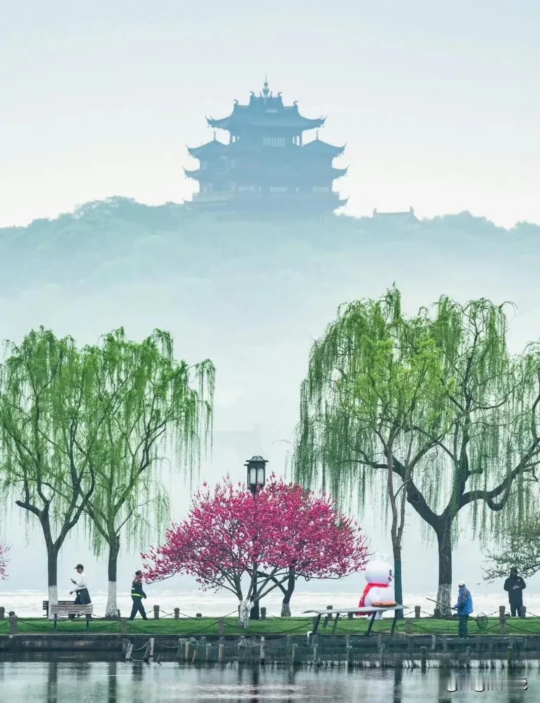 大家知道吗？日本投降后，杭州人有一个非常气愤的举动，他们把苏堤上的樱花树全部