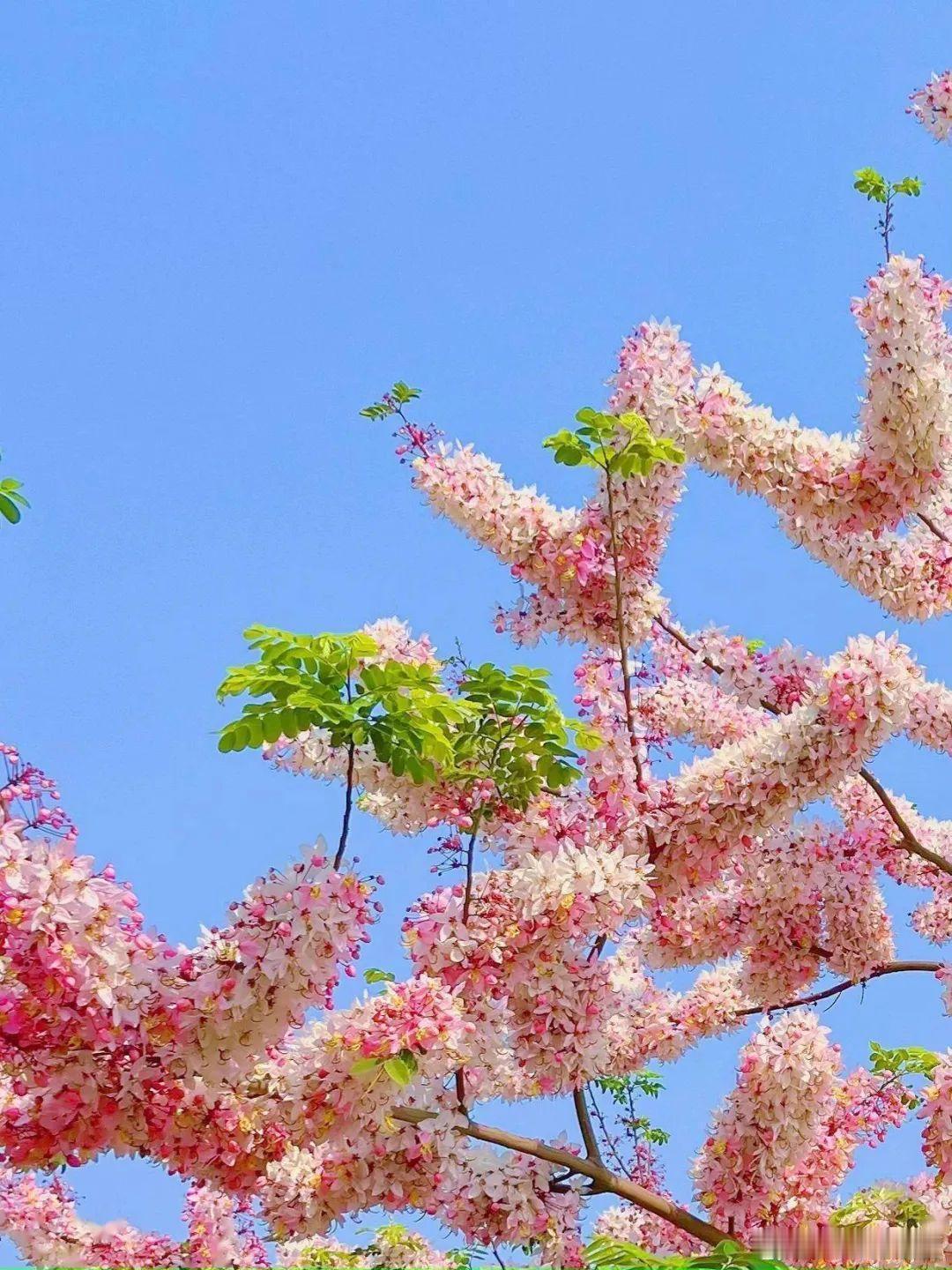 神黄豆花，粉如烟霞的层层簇簇，自带滤镜，太出片了！寻美河南寻美中国​​​