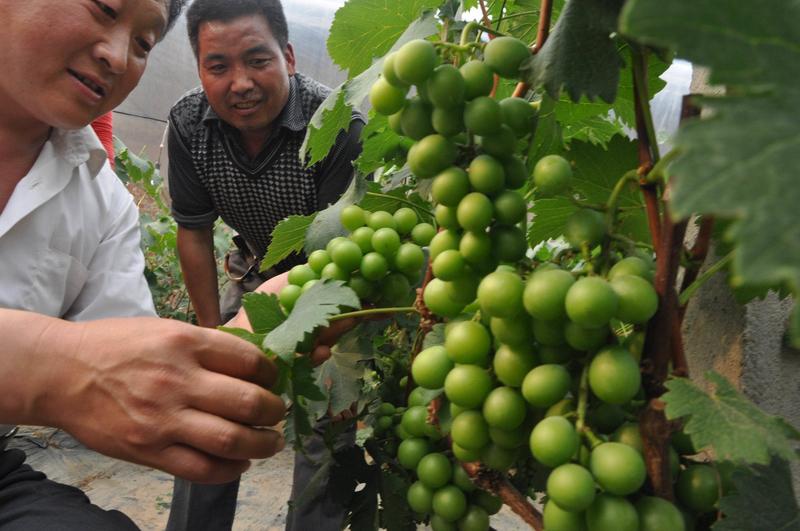 最近河南南阳有两则和雪有关的消息。一则是3月16日,突降暴雪疑似压塌40多亩葡萄