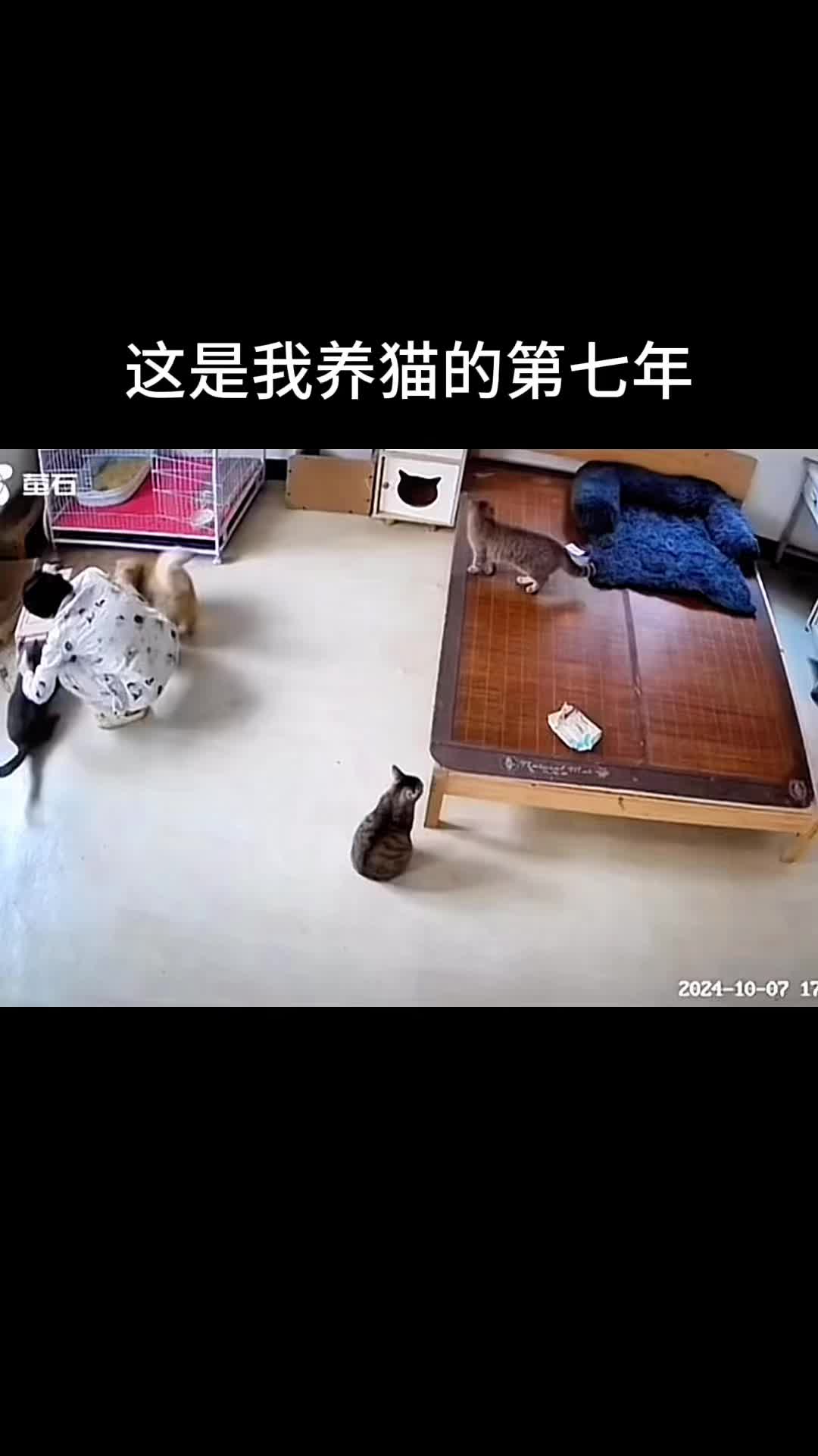猫突然疯狂地咬人