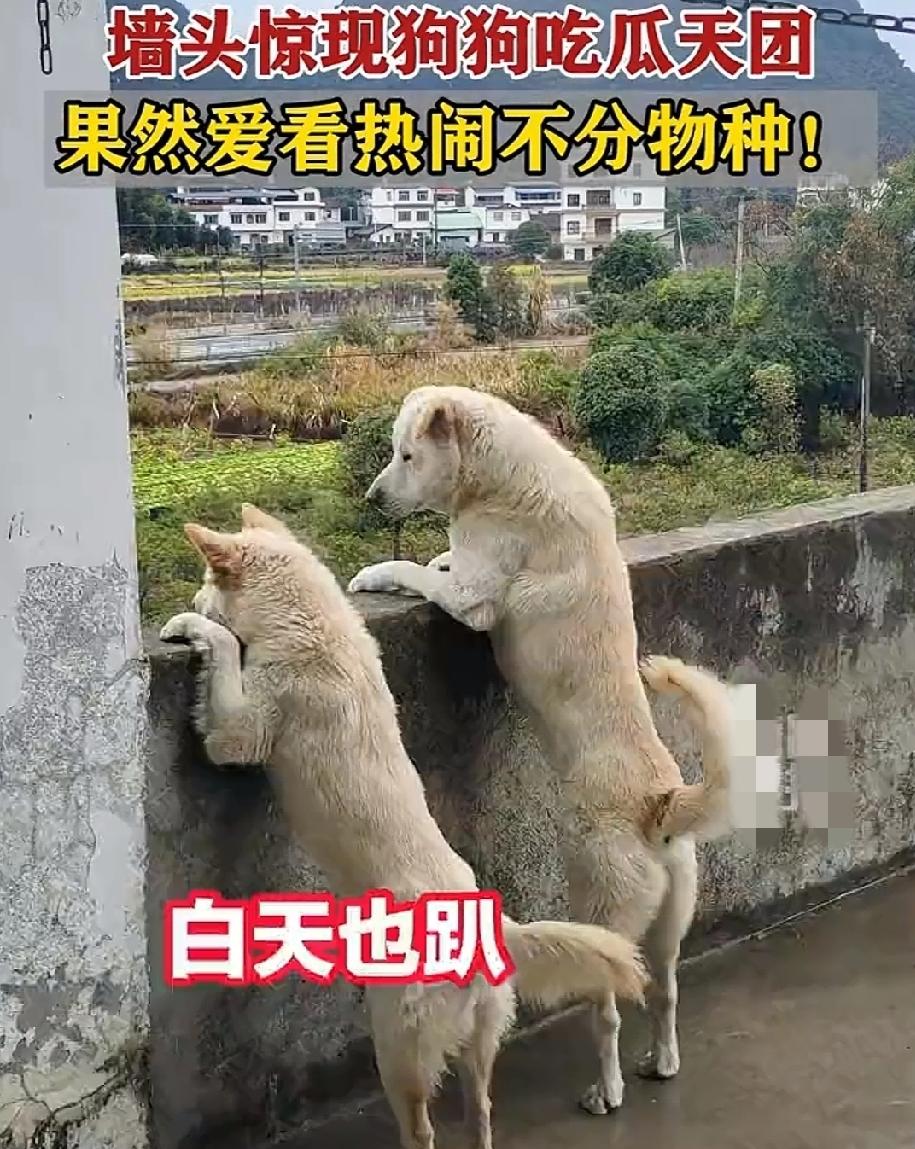 10月26日，广西桂林。一道围墙上，趴着两只狗狗，它们好奇的四处张望。果然是站的