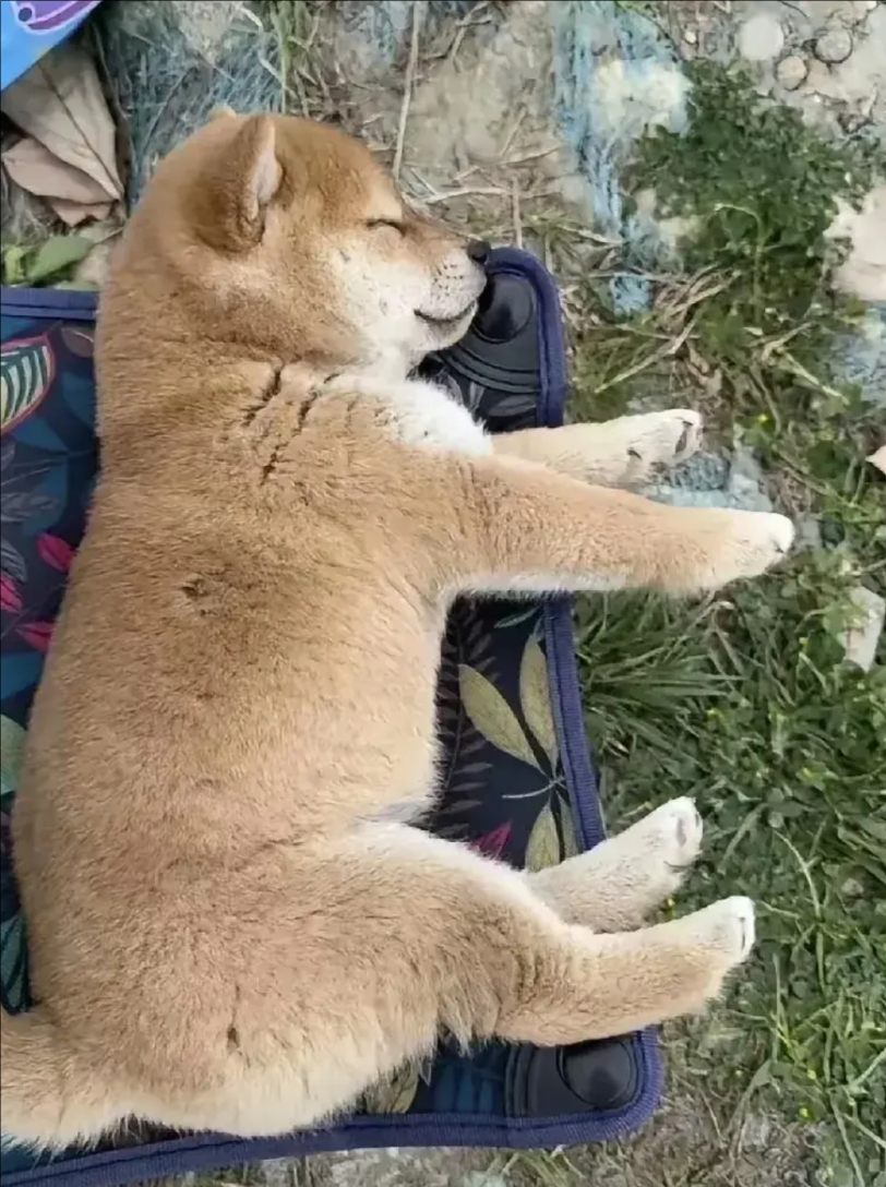 这只狗是我在赶集的时候，一个70多卖狗的大爷白送我的，原因是这只小狗咬了一个十岁