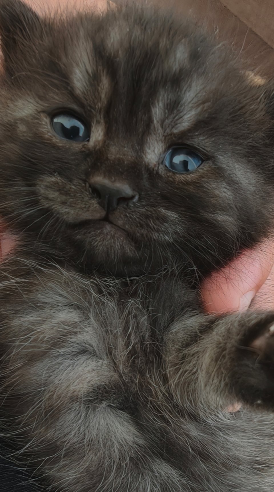 家人们，你们还记得我今天中午发的那个小猫吗？我今天不是去朋友家度假村玩吗？然后走