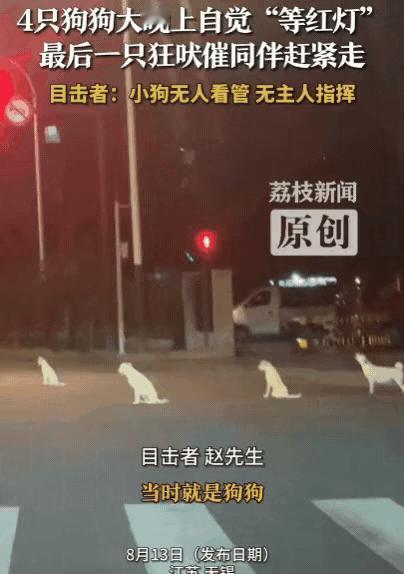 “人不如狗？”江苏无锡的夜晚，一男子路过路口时，好家伙，直接撞见4只狗狗在“等红