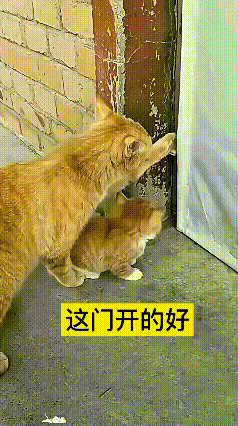 猫妈煞有其事伸手扒门，想带着小橘猫一起进屋，架势摆得那叫一个到位。结果门一开直接