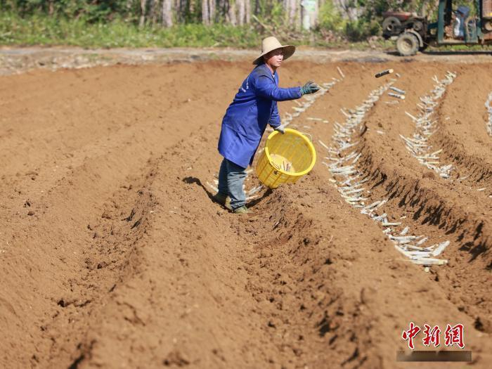 【广西甘蔗种植热情背后：农民兄弟心里有本账】这两天跟海南、广东的几位老哥聊起广西