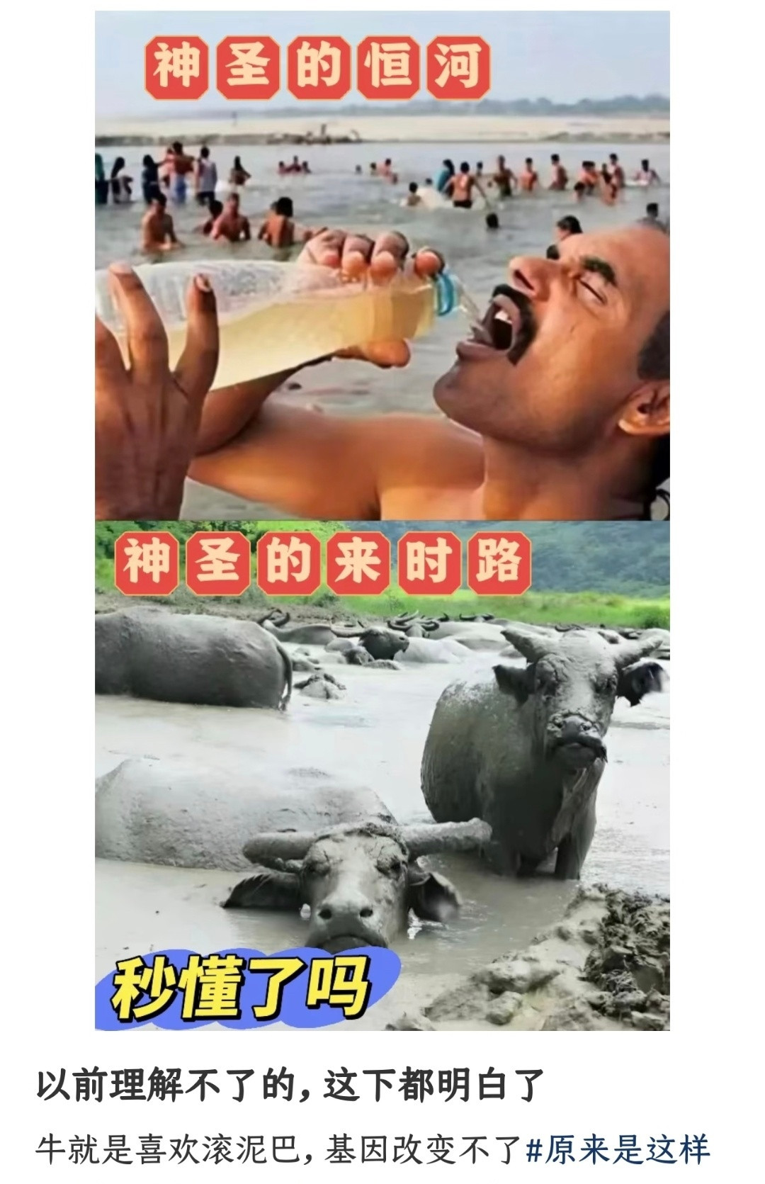 更巧合的是他们还喜欢带鼻环