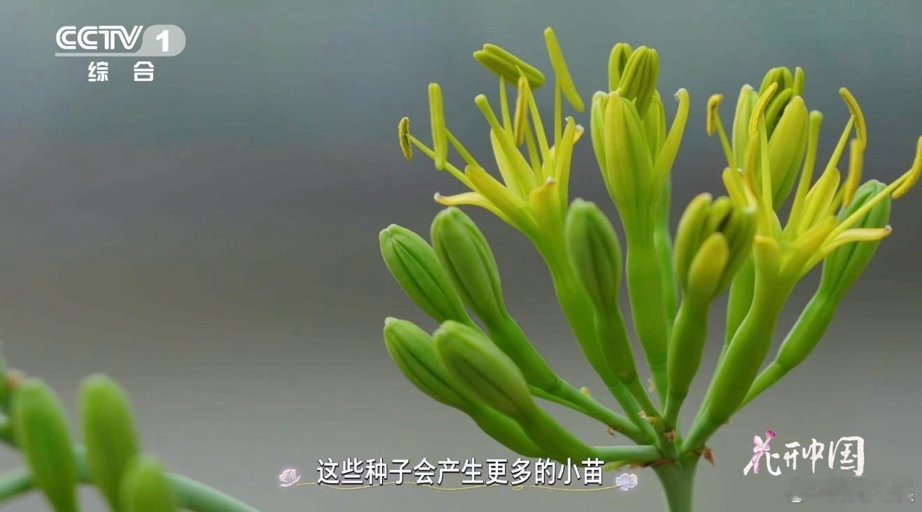 原来这不是芦荟啊龙舌兰一生只开一次花科普来了！龙舌兰常被误认成芦荟，尖刺是锁水盾