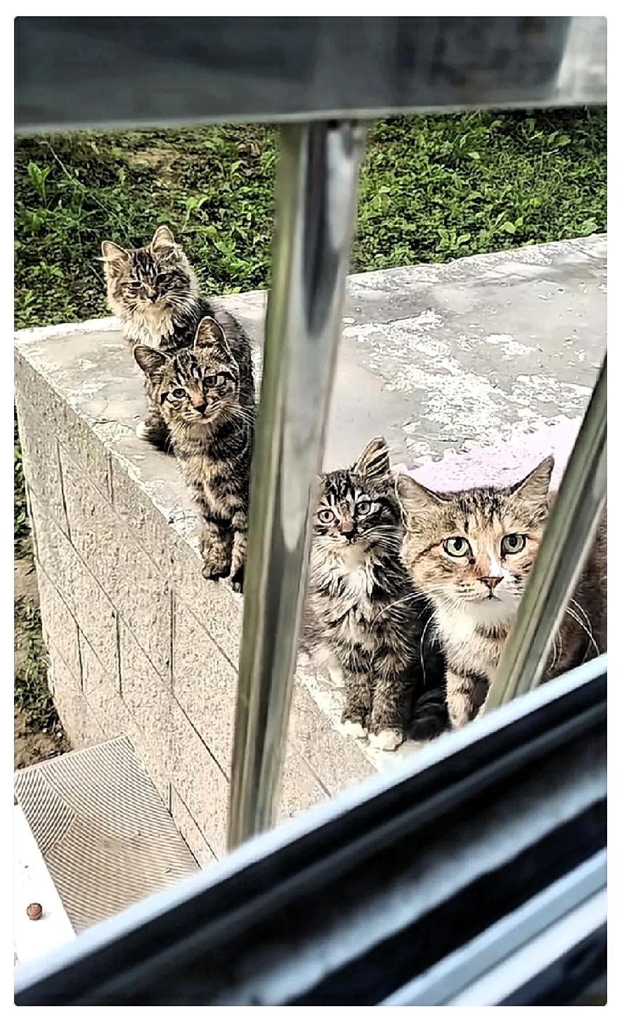 千万不要心软投喂小区里的流浪猫。它不仅会记住你，还会带着崽堵着你它们