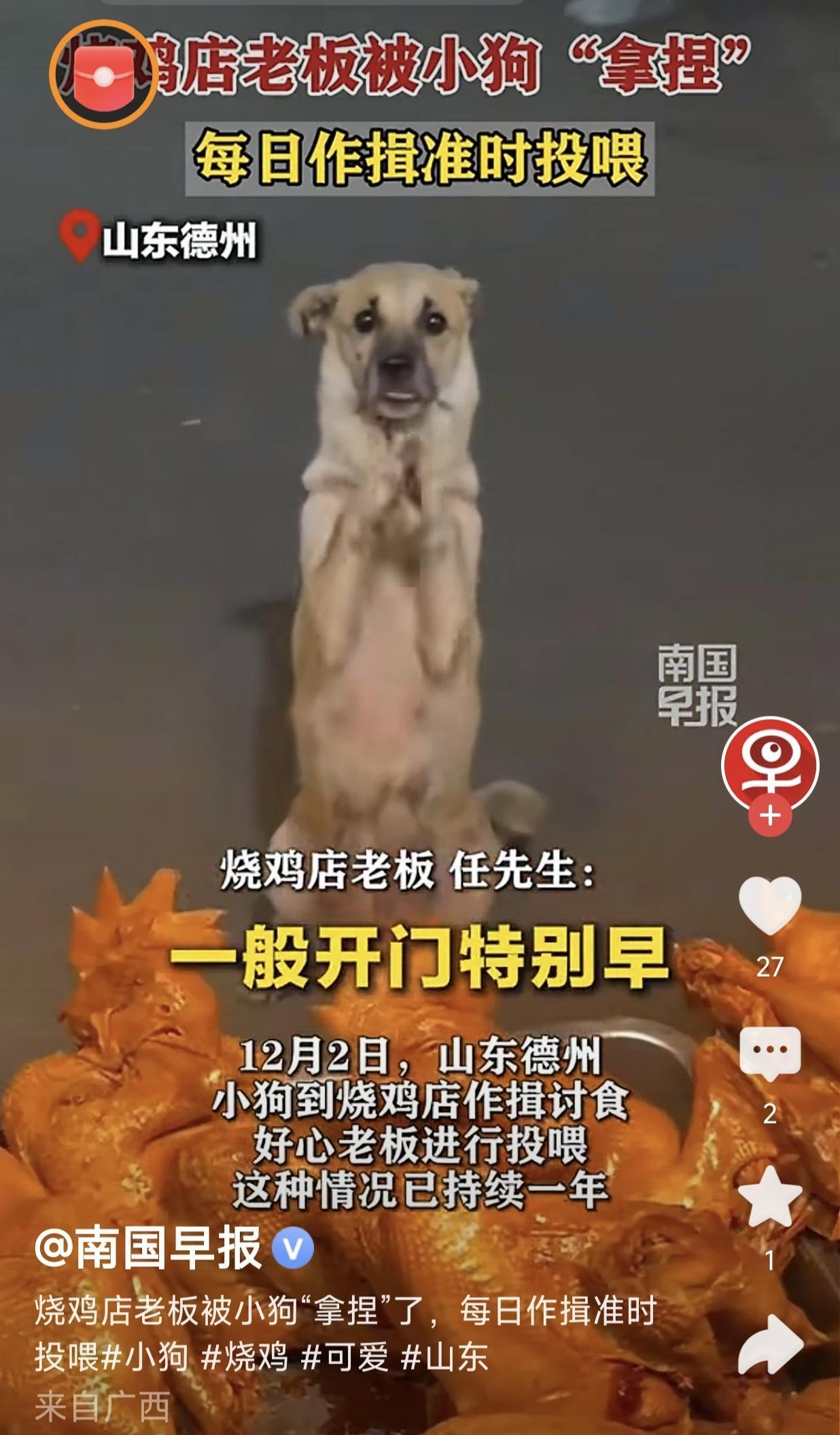 “这都无所谓的事嘛，举手之劳”，善良的烧鸡店老板投喂作揖狗狗一年，被狗狗成功拿捏