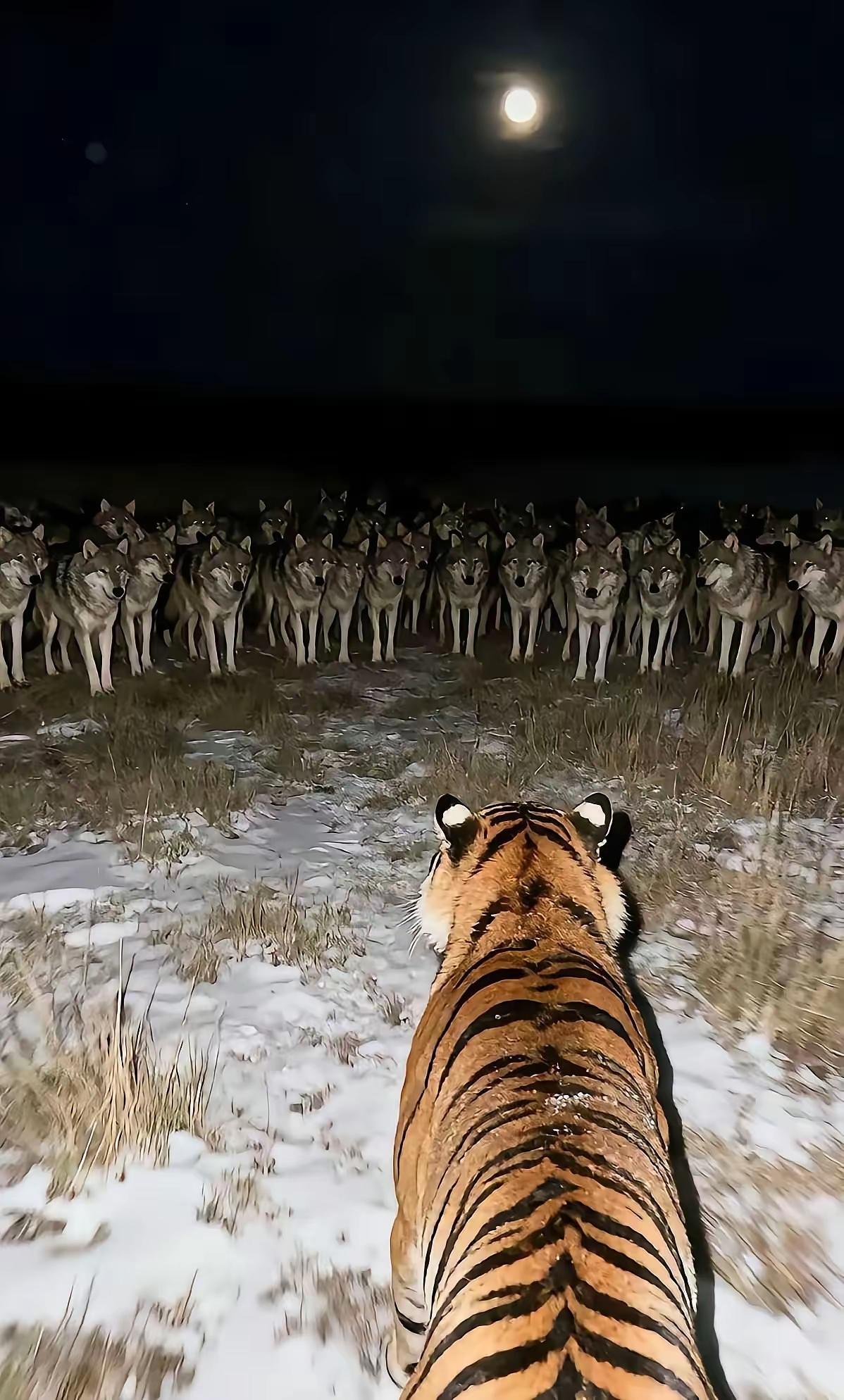 一只猛虎遇到一群野狼，结局会是什么样？说真的，大概率只有两个结果，一是猛虎知难