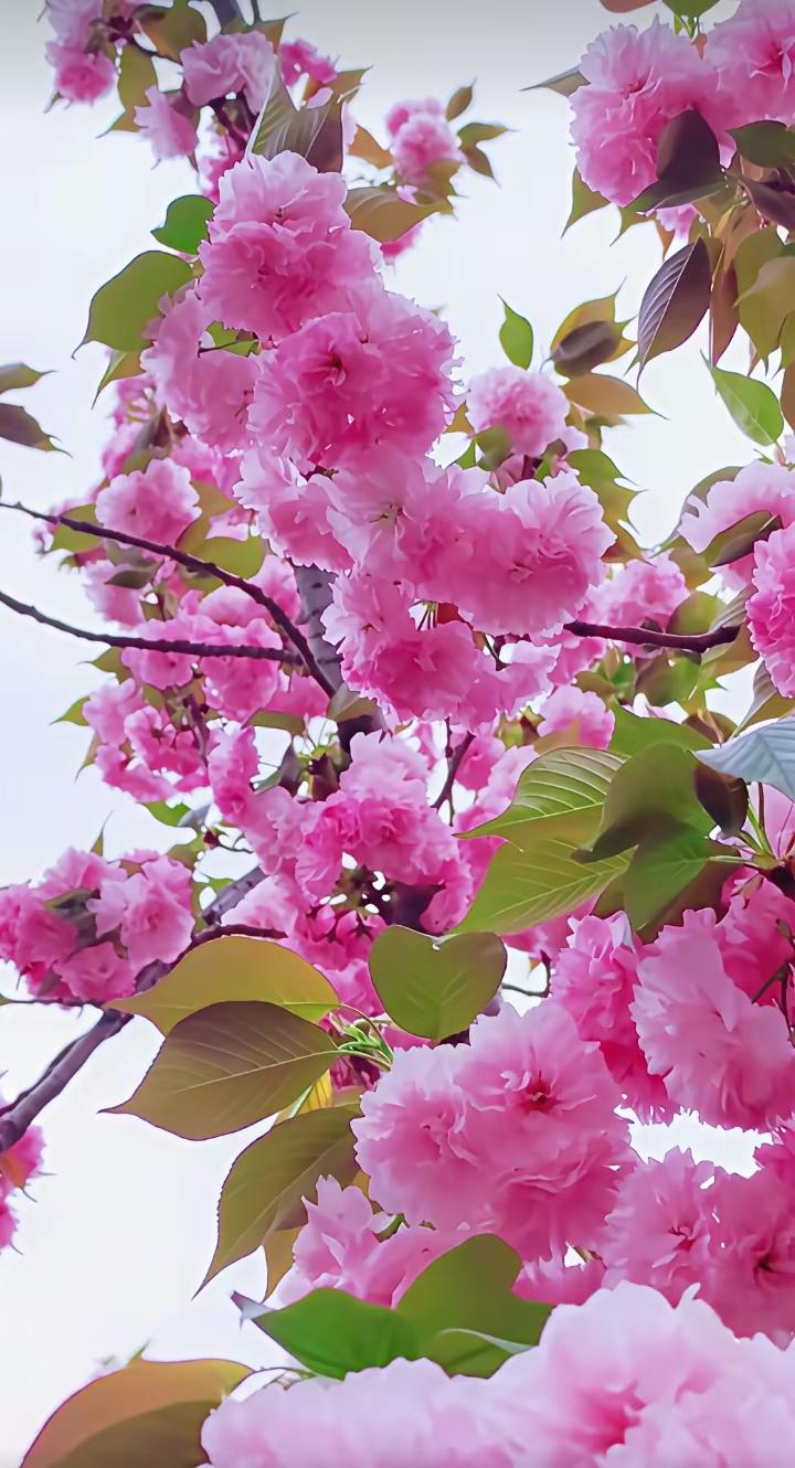 职场里的“傻子”不是真傻，不是懦弱，是大智若愚，藏锋守拙，是最聪明、最安全