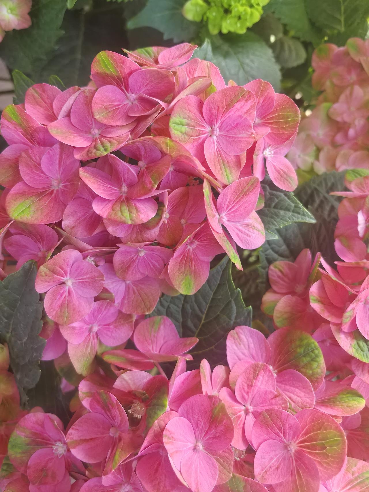分享一张随手拍的花。这种绣球花还是第一次见到。