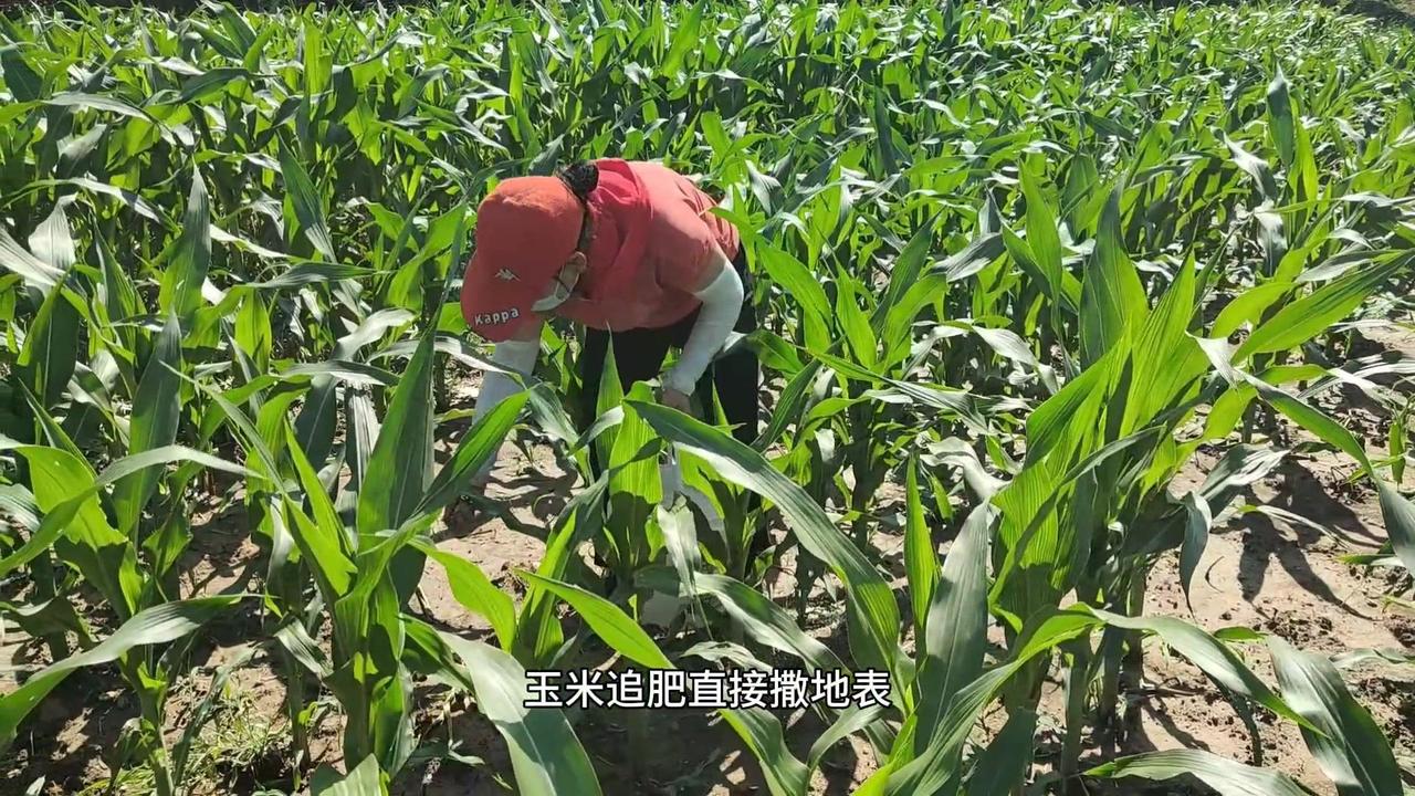 为什么农民宁愿浪费肥料也不科学追肥？🌽玉米追肥撒地表危害大，肥料利用率连3成都