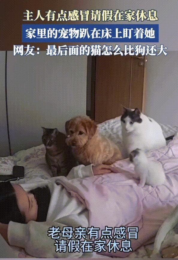 万物皆有灵性！辽宁，主人生病了请假在家休息，猫狗看到主人躺床上后，都跑去床上用特