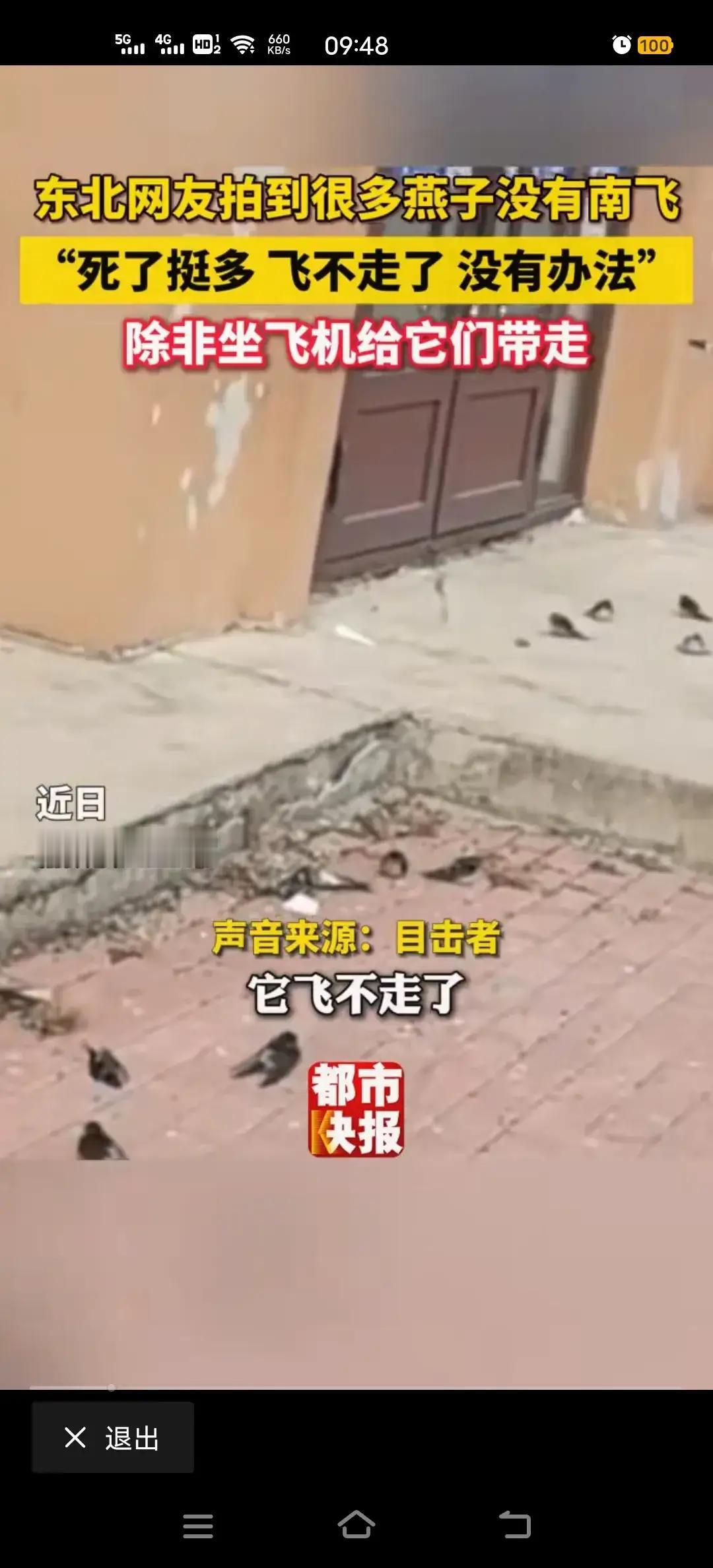 集体等冻死？还是另有详情？！近日，东北黑龙江icon居民发现大量燕子并未南飞，而