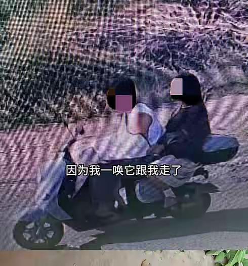 狗，偷不得。一对夫妻因为在路边把一只边牧偷走，可能面临6个月至一年刑期。百