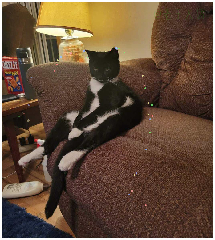 忧郁的猫