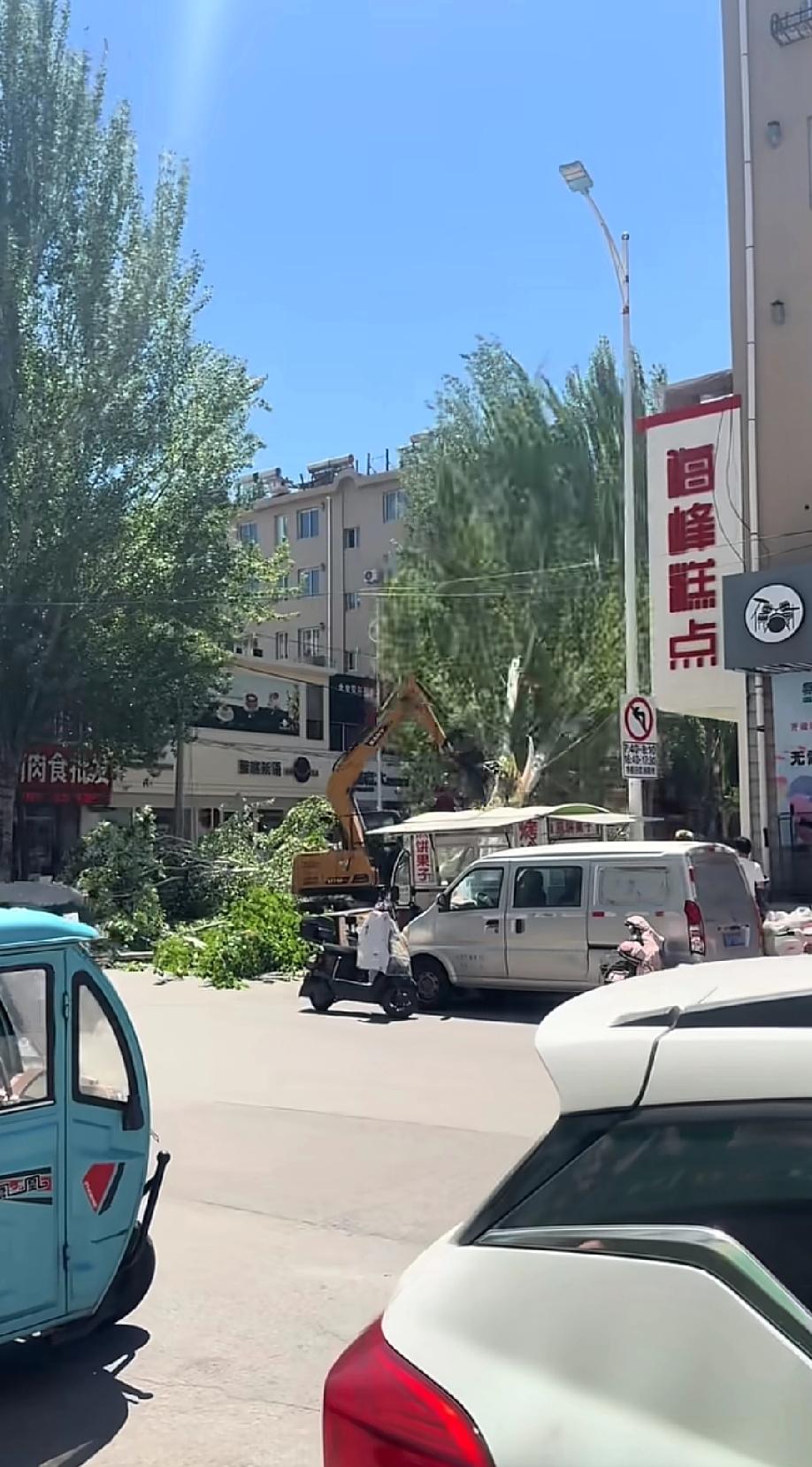 这些杨树突然砍了，还是有点伤感!其实南方也有杨树，只是南方雨水多，絮毛飘不起来。