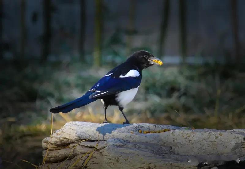 7月19日到23日，对生肖狗来说可是有大喜事上门。在民间，喜鹊一直被当作报喜鸟，