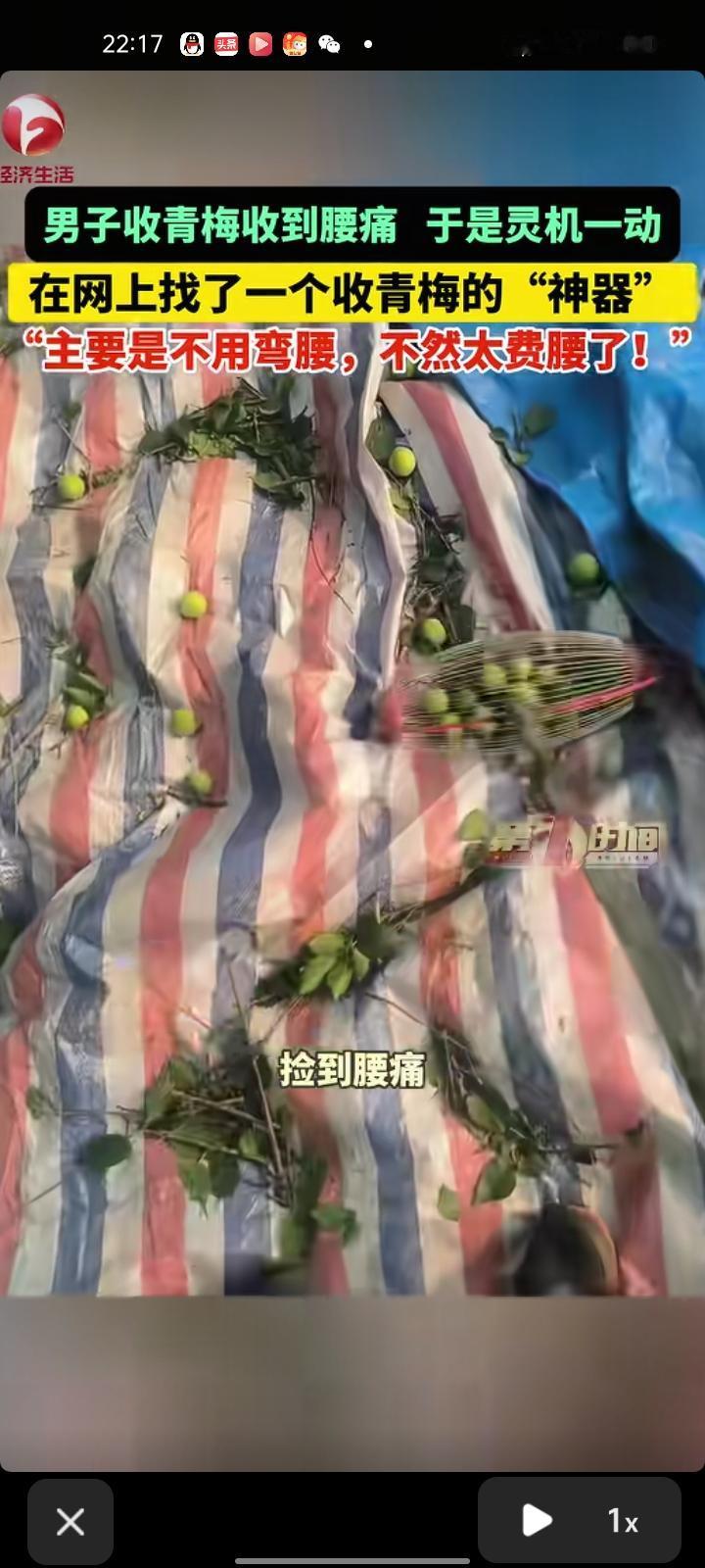 4月2日，茂名信宜市。男子收青梅收到腰痛，灵机一动在网上找到收青梅的“神器”，手