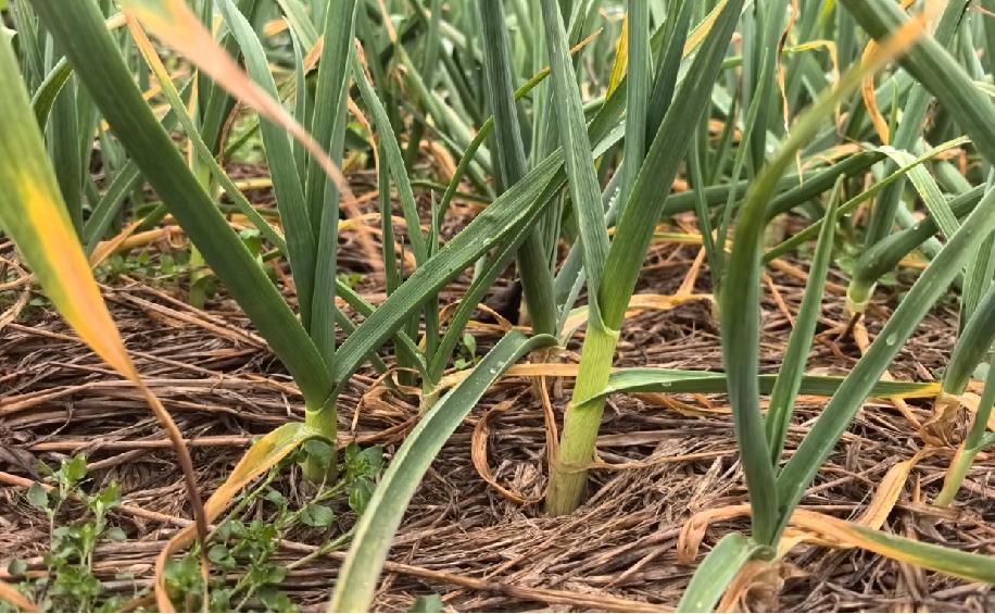 下辈子再也不做周末夫妻了，其中的心酸只有自己懂！和老公相隔60公里，无奈过上了候