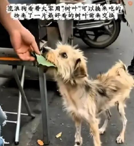 在某个小吃摊前，一只饿了很多天瘦的跟个纸片一样的流浪狗，看到人们用“树叶”可以换