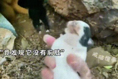 “为男子的善良点赞！”李先生（化名）得知自己经常投喂的流浪狗生了崽子之后，就过去