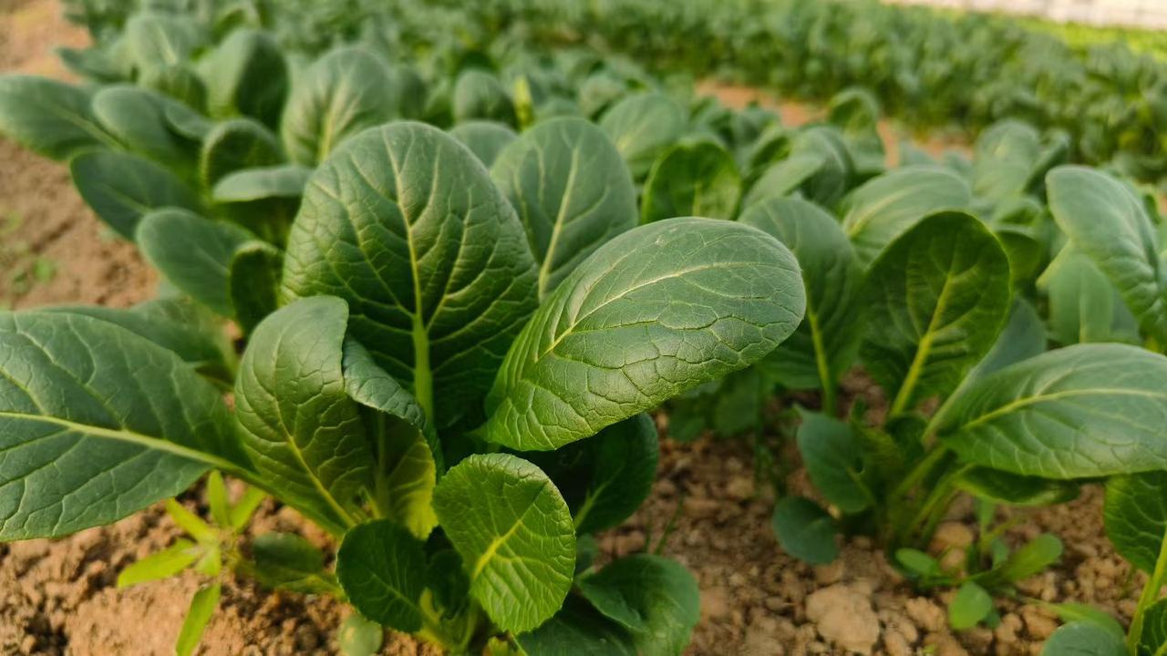 晒图笔记大赛又肥又嫩