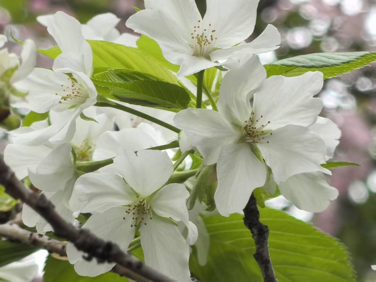 你遇到过这样的保姆吗？老母亲住院后居家康复，请了个保姆照顾。包吃住6000，