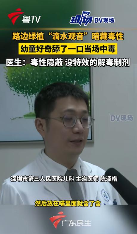 广东深圳，一名两岁的幼童在公园玩耍时，因为家长的短暂疏忽，孩子随手揪下绿化带里的