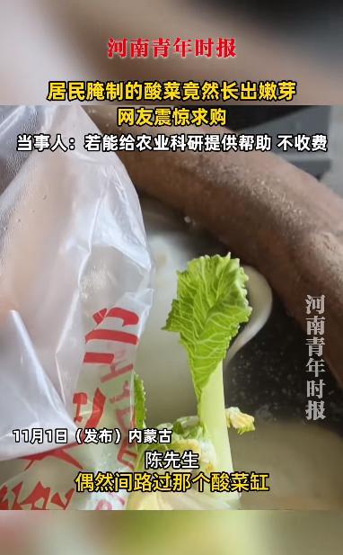 “活久见！”11月1日，内蒙古，一男子在家里用大缸腌制酸菜，结果偶然间查看时，竟