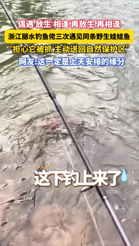 三遇奇缘！浙江丽水，一男子夜钓遇上奇事，竟在同一钓位三度钓起同一条野生娃娃鱼，前