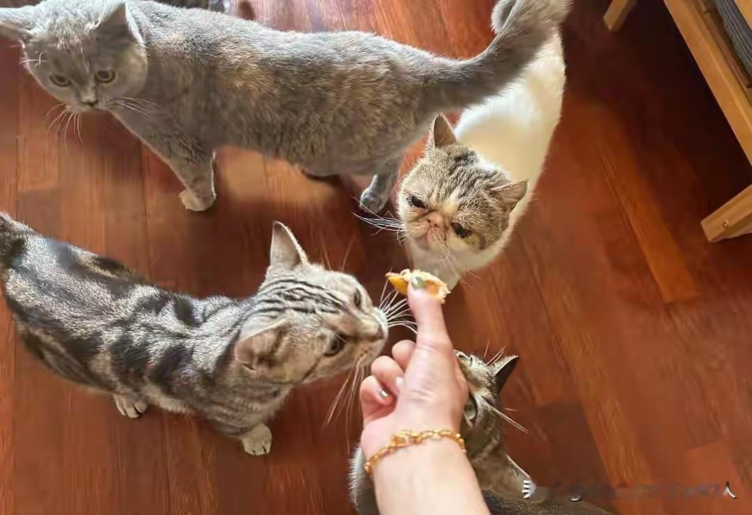 如果是你，这样高的收入能行吗？春节期间，一则“上门喂猫赚16万”的消息，让不少